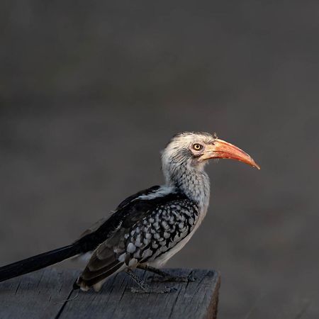 Ndzhaka Tented Camp マンイェレティ・ゲーム・リザーブ エクステリア 写真