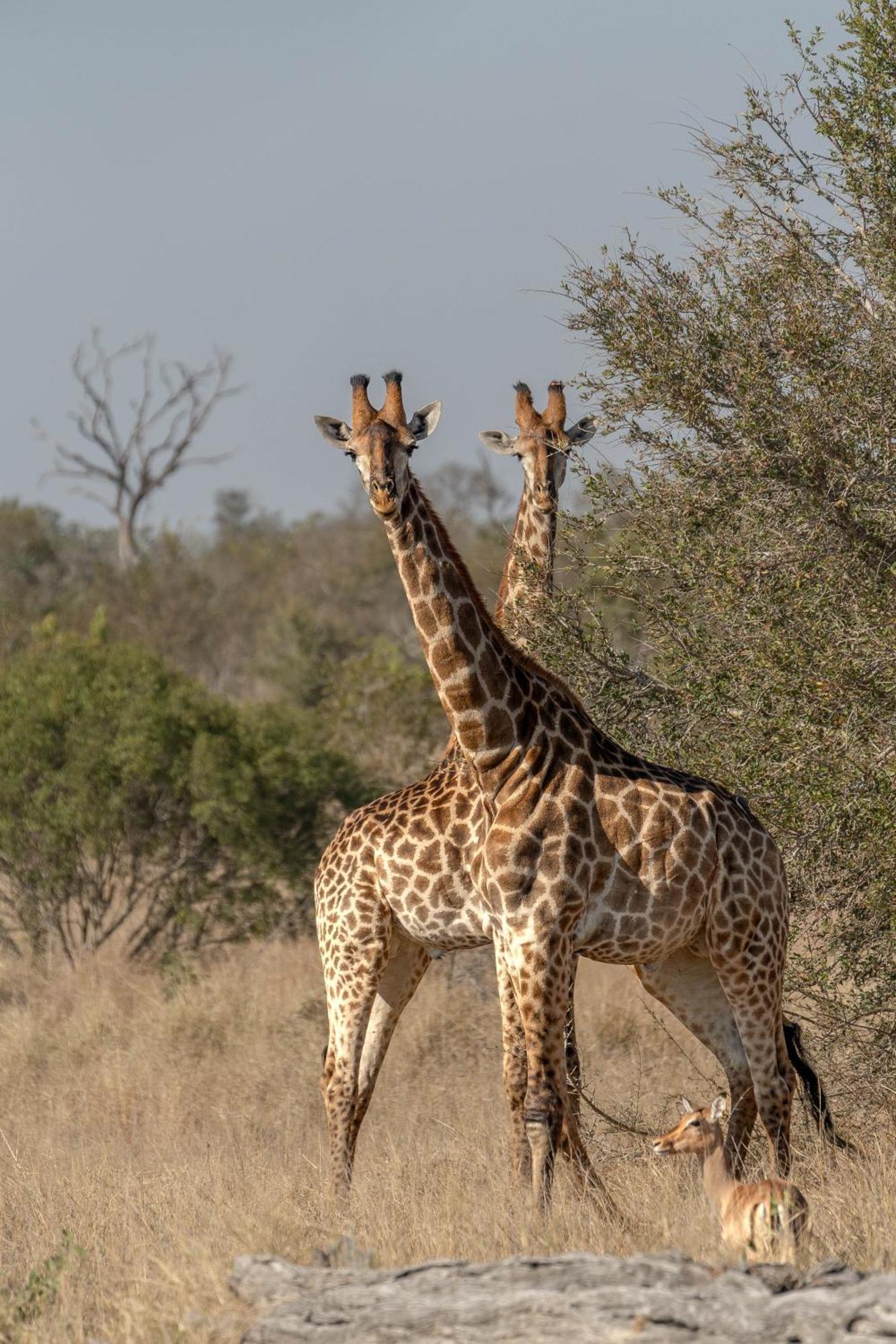Ndzhaka Tented Camp マンイェレティ・ゲーム・リザーブ エクステリア 写真