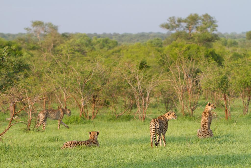 Ndzhaka Tented Camp マンイェレティ・ゲーム・リザーブ エクステリア 写真