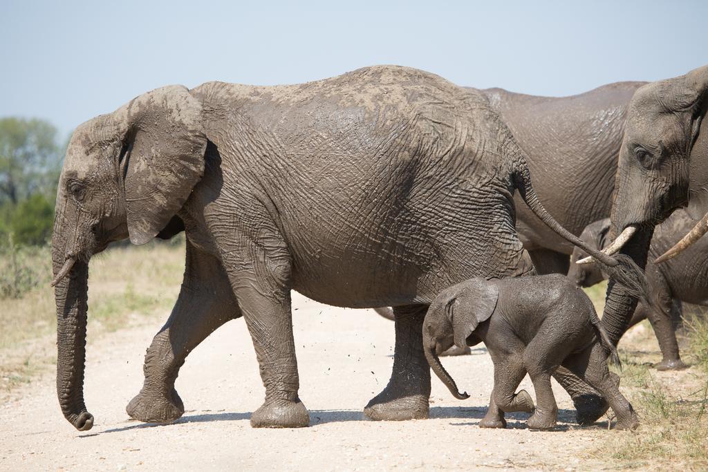 Ndzhaka Tented Camp マンイェレティ・ゲーム・リザーブ エクステリア 写真